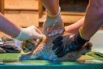 Eurasian lynx (Lynx lynx) kitten, aged five weeks, being checked by vet, chipped and given necessary vaccinations. Breeding and reintroduction program, Germany. Captive. June.
