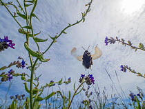 Bumblebee (Bombus sp) flying in meadow with Common bugloss (Anchusa officinalis) flowering, Norway. GDT European Nature Photographer of the Year Competition 2021, Highly commended -in Other Animals c...