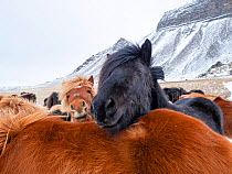 Iceland horses in winter, western Iceland. March.