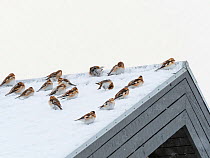 Snow buntings (Plectrophenax nivalis), flock on roof, winter, Iceland,