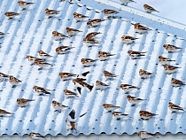 Snow bunting (Plectrophenax nivalis) flock resting on a roof, Iceland. March.