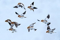 Snow bunting (Plectrophenax nivalis) flock in flight, brown feathers visible, Iceland. March.