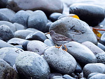 Dunlin (Calidris alpina) in winter plumage walking over rounded stones, Iceland. March.