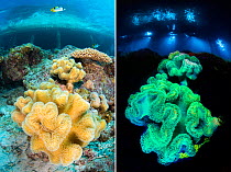 Daytime and nightimte photos showing leather coral (Sarcophyton sp.) fluorescence at night under blue light on a coral reef, beneath a resort. Laamu Atoll, Maldives. Indian Ocean.