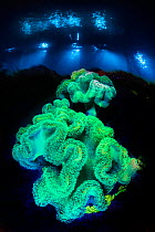 Leather corals (Sarcophyton sp.) fluoresce at night under blue light on a coral reef. Laamu Atoll, Maldives. Indian Ocean.