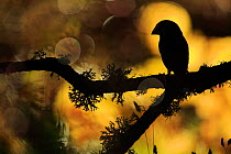 Hawfinch (Coccothraustes coccothraustes) silhouetted on a branch of Portuguese oak (Quercus faginea) covered with lichens, Sierra de Grazalema Natural Park, southern Spain. November. Vogelwarte Photog...