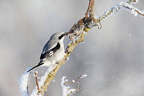 Great grey shrike (Lanius excubitor) perched on a snowy branch, feeding on dead mouse from it&#39;s &#39;larder&#39;, Germany. February. Vogelwarte Photo Competition 2021 Finalist - Action category