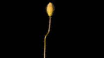 Studio timelapse of Common poppy (Papaver rhoeas) flower stem and bud moving, straightening up, France.