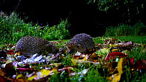 Two Hedgehogs (Erinaceus europaeus) feeding in a garden at night, England, UK.