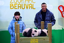 France&#39;s World Cup-winning footballer Kylian Mbappe and China&#39;s Olympic diving gold medallist Zhang Jiaqi attending the naming ceremony of the Giant panda (Ailuropoda melanoleuca) twin cubs, Y...