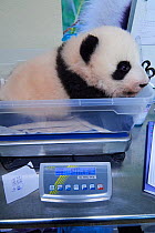 Female Giant panda (Ailuropoda melanoleuca) cub, Huanlili, age 3 months, on weighing scale, Beauval Zoo, St.Aignan, France, November 2021.