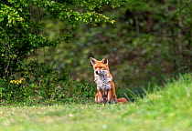Female Red fox (Vulpes vulpes) with lactating teats. sitting in woodland, near Rayleigh, Essex, UK. April.