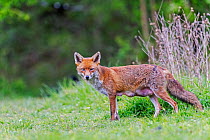 Female Red fox (Vulpes vulpes) with lactating teats, near Rayleigh, Essex, UK. April.