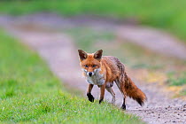 Female Red fox (Vulpes vulpes) with lactating teats, scavenging away from the den, near Rayleigh, Essex, UK. April.