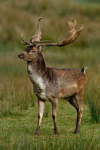 Fallow Deer (Dama dama) buck with mature antlers standing in grassland, Yonne, France. October.