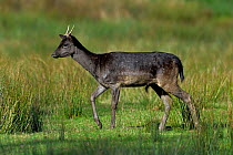 Fallow deer (Dama dama) melanistic buck walking in grassland with short antlers, Yonne, France. October.