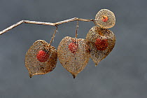Ground cherry / Armour en cage (Physalis sp.) fruit surrounded by cage / net like remnants of husk / calyx, France. October.