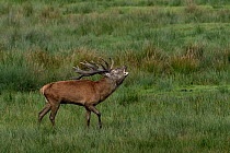 Red deer (Cervus elaphus) calling in grassland, Yonne, France. October.