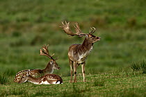 Fallow deer (Dama dama) in grassland, two bucks and a doe, Yonne, France. October.
