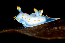 RF - Nudibranch (Polycera quadrilineata) portrait, Farne Islands, Northumberland, UK, North Sea. (This image may be licensed either as rights managed or royalty free.)