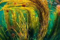 RF - Spaghetti seaweed (Himanthalia elongata) forest floating up to the surface providing shelter for juvenile Pollack (Pollachius pollachius), Isle of Coll, Inner Hebrides, UK, Atlantic Ocean. (This...