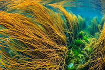 RF - Spaghetti seaweed (Himanthalia elongata) bending in the current, Isle of Coll, Inner Hebrides, UK, Atlantic Ocean. (This image may be licensed either as rights managed or royalty free.)