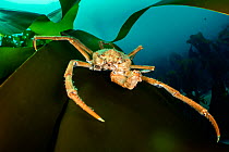 RF - Great spider crab (Hyas araneus) clinging to a blade of Kelp (Laminaria hyperborea) billowing in the current. Loch Carron, Scotland, UK. (This image may be licensed either as rights managed or ro...