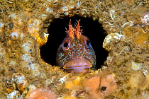 RF - Tompot blenny fish (Parablennius gattorugine) peering out from hole under Swanage Pier, Dorset, UK, (This image may be licensed either as rights managed or royalty free.)