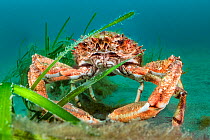 RF - Large male Spider crab / Cornish king crab (Maja brachydactyla) sheltering in Common eelgrass (Zostera marina) meadow Helford River Estuary, Cornwall, UK. (This image may be licensed either as ri...