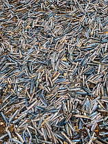 Hundreds of Razor shells (Ensis sp.) washed up after a winter storm, Hunstanton, Norfolk, UK.