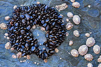 Ring of Blue mussels (Mytilus edulis), Common limpets (Patella vulgata) and Black-footed limpets (Patella depressa), Cornwall, UK, English Channel.