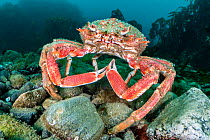 Large, male Spider crab / Cornish king crab (Maja brachydactyla) on the seabed, Porthkerris, Cornwall, UK, English Channel.