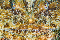 Face of an Anglerfish (Lophius piscatorius), Chesil Beach, Dorset, UK, English Channel.