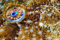 Detail of the eye of an Anglerfish (Lophius piscatorius). Chesil Beach, Dorset, UK, English Channel.