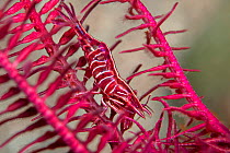 Deep red Feather star shrimp (Hippolyte prideauxiana) crawling secretly amongst the arms of a Feather star (Antedon bifida), Loch Duich, Highands, Scotland, UK.