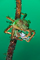 Spider crab (Hyas sp.) feeding on a Flame shell (Limaria hians) while climbing on a kelp stipe, Loch Carron, Highlands, Scotland, UK.