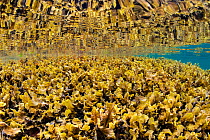 Bed of Spiral wrack (Fucus spiralis) growing in shallow water reflecting in the surface, Loch Carron, Highlands, Scotland, UK.