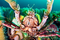 Great spider crab (Hyas araneus) attacking the camera, amongst a bed of Common brittlestar (Ophiothrix fragilis) and Deadman&#39;s fingers (Alcyonium digitatum), Loch Carron, Highlands, Scotland, UK.