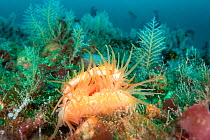 Flame shell (Limaria hians) on bed of a sea loch, Loch Carron, Highlands, Scotland, UK.