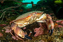 Edible crab (Cancer pagurus) in a kelp forest, Loch Carron, Highlands, Scotland, UK.