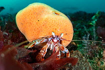 Common hermit crab (Pagurus bernhardus) living in a shell covered in an orange Sea sponge (Suberites carnosus). Loch Carron, Highlands, Scotland, UK.