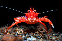 Young Long clawed squat lobster (Munida rugosa), portrait, Loch Linnhe, The Highlands, Scotland, UK.