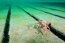 Signal crayfish (Pacifastacus leniusculus), an invasive species, crawling over wooden planks on a wreck, Whittlesea, Cambridgeshire, UK.