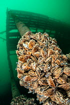 A group of highly invasive Zebra mussels (Dreissena polymorpha) growing on an underwater structure, Whittlesea, Cambridgeshire, UK.