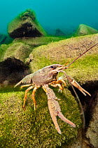 Signal crayfish (Pacifastacus leniusculus), an invasive species, crawling over old bricks beneath the water, Whittlesea, Cambridgeshire, UK.