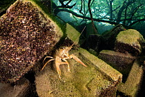 Signal crayfish (Pacifastacus leniusculus), an invasive species, crawling over old bricks beneath the water, Whittlesea, Cambridgeshire, UK,