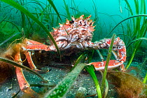 Large, male Spider crab / Cornish king crab (Maja brachydactyla) sheltering in Common eelgrass (Zostera marina) meadow, Helford River Estuary, Cornwall, UK, English Channel.