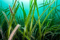 Leaves in a Common eelgrass (Zostera marina) meadow, as they reach up to the sun, Helford River Estuary, Cornwall, UK. English Channel.
