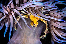 Leach&#39;s spider crab (Inachus phalangium) sheltering beneath the stinging tentacles of Snakelocks anemone (Anemonia viridis). Swanage, Dorset, UK, English Channel.