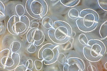 Detail of Light-bulb sea squirts (Clavelina lepadiformis), Swanage, Dorset, UK, English Channel.